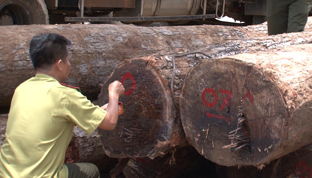 Khởi tố Hạt trưởng kiểm lâm tiếp tay cho trùm gỗ lậu Phượng râu