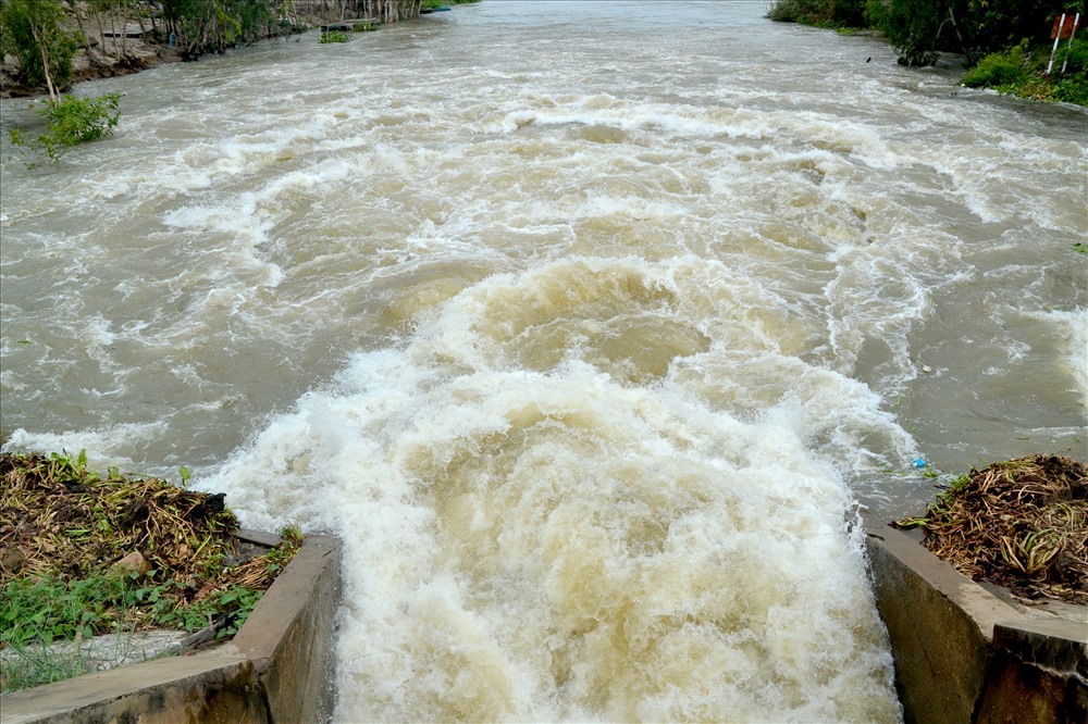An Giang: Xả đập Tha La, Trà sư sớm 3 ngày vì áp lực nước lũ lên nhanh