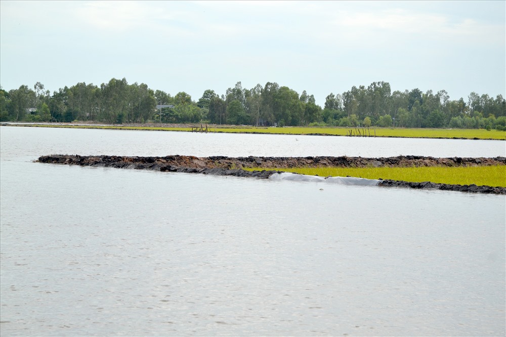 An Giang: Xả đập Tha La, Trà sư sớm 3 ngày vì áp lực nước lũ lên nhanh