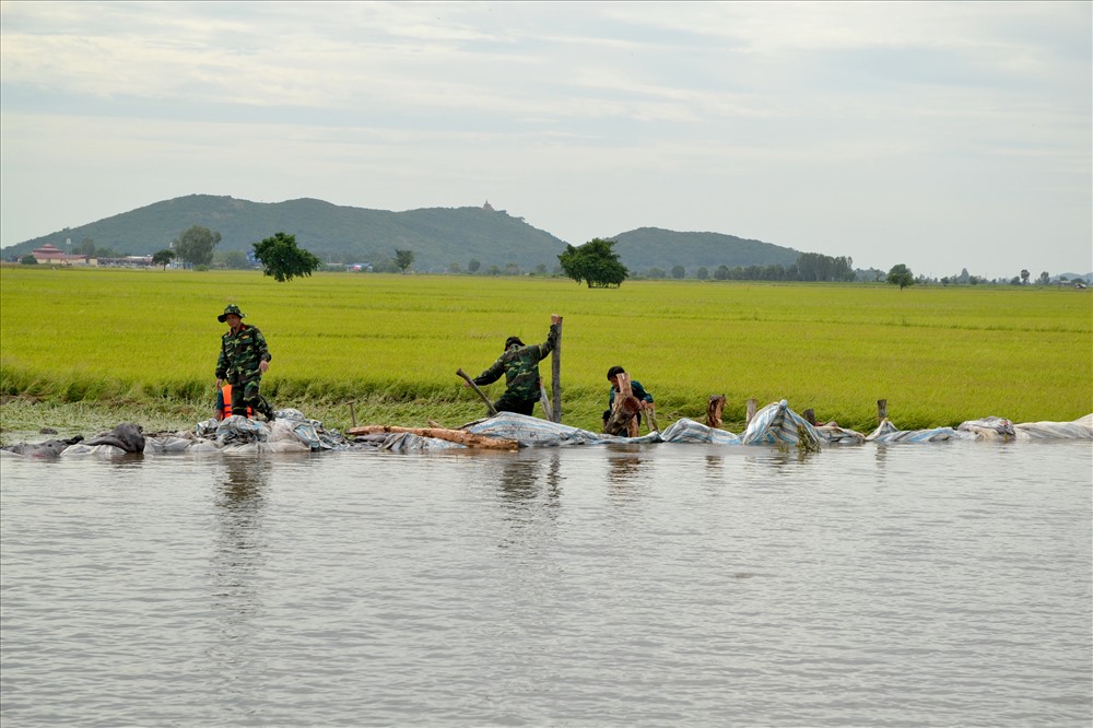 An Giang: Xả đập Tha La, Trà sư sớm 3 ngày vì áp lực nước lũ lên nhanh