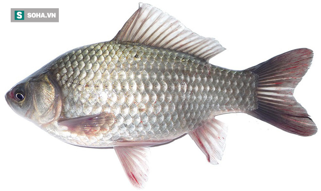 Cá diếc rất ngon và bổ dưỡng, nhưng 4 nhóm người này không nên ăn: Hãy xem có bạn không?
