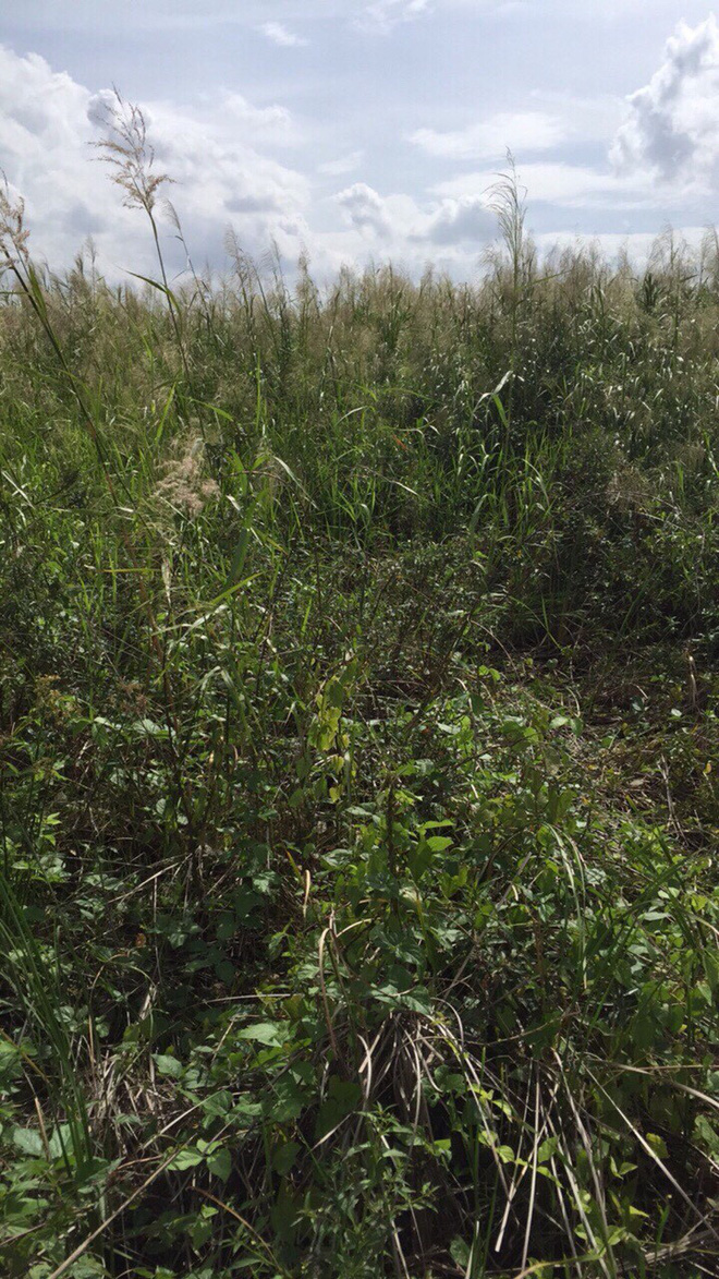 50 cảnh sát cơ động và 10 chó nghiệp vụ vây bắt tên cướp ở Sài Gòn