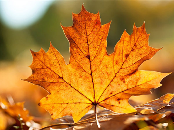 Thứ Tư của bạn (29/8): Thiên Bình rất dễ xúc động