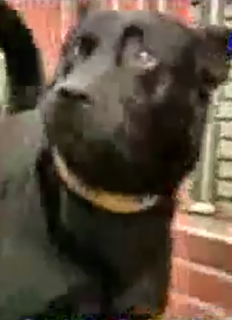 Chú chó đi bộ 70km suốt 10 ngày bởi nguyên nhân xúc động