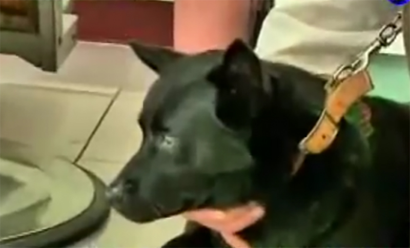 Chú chó đi bộ 70km suốt 10 ngày bởi nguyên nhân xúc động