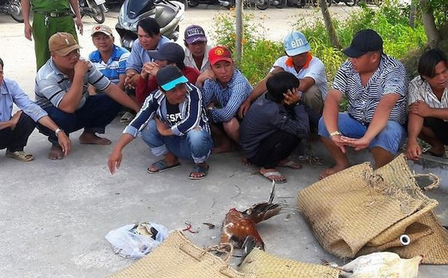 Bắt quả tang 20 người vào chòi vuông đá gà ăn tiền