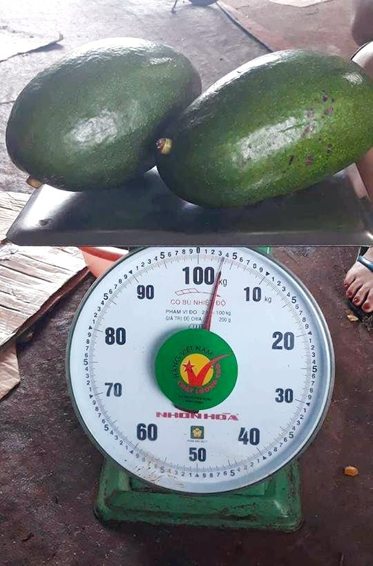 Quả bơ khổng lồ: Cả nhà nhịn cơm chia nhau ăn không hết