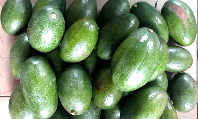 Quả bơ khổng lồ: Cả nhà nhịn cơm chia nhau ăn không hết