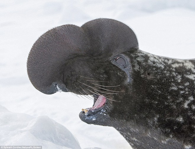 Tưởng bị ong đốt sưng mặt, hóa ra đây lại là cách loài hải cẩu