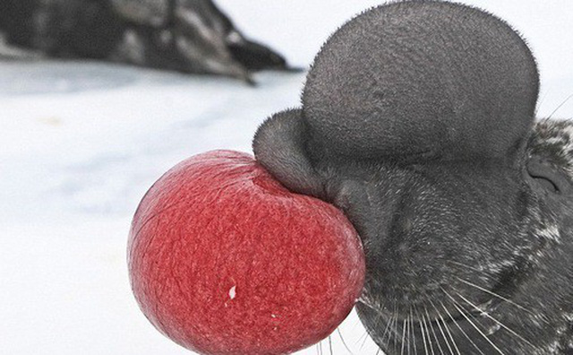 Tưởng bị ong đốt sưng mặt, hóa ra đây lại là cách loài hải cẩu