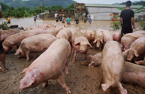 Cả trăm người vật lộn trong nước lũ cứu đàn lợn hơn 1.000 con
