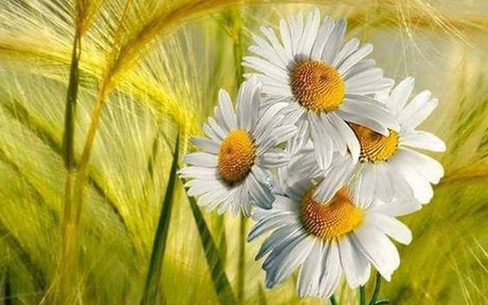 Thứ Bảy của bạn (1/9): Thiên Bình phá vỡ truyền thống