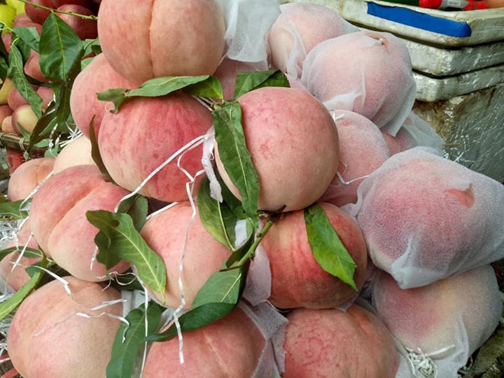 Sự thật đào tiên khổng lồ mới xuất hiện: 1kg/quả, giá chỉ 10.000 đồng Sự thật đào tiên khổng lồ mới xuất hiện: 1kg/quả, giá chỉ 10.000 đồng