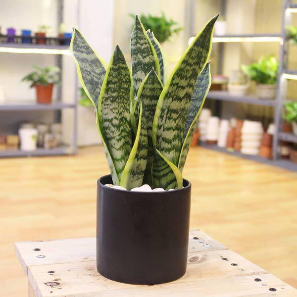 9 cây hút sóng, bức xạ cực tốt nên trồng ngay vì nhà nào cũng dùng nhiều điện thoại, TV