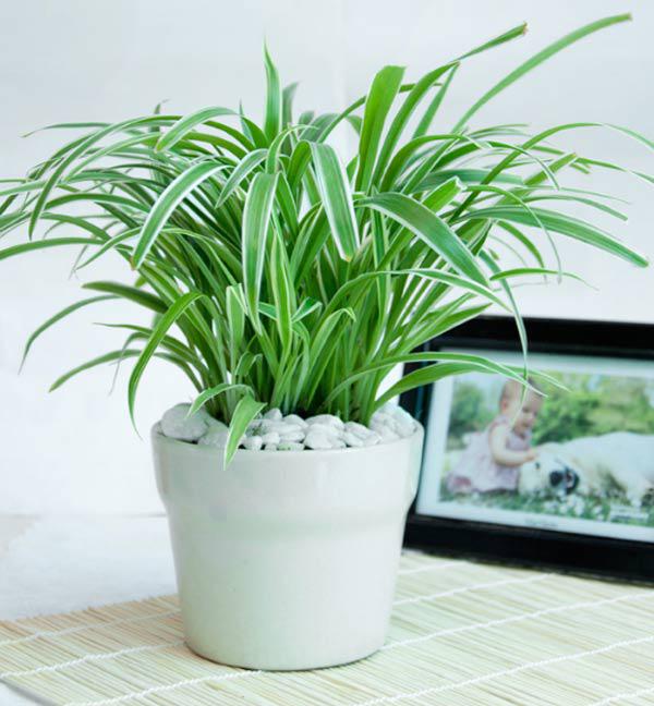 9 cây hút sóng, bức xạ cực tốt nên trồng ngay vì nhà nào cũng dùng nhiều điện thoại, TV