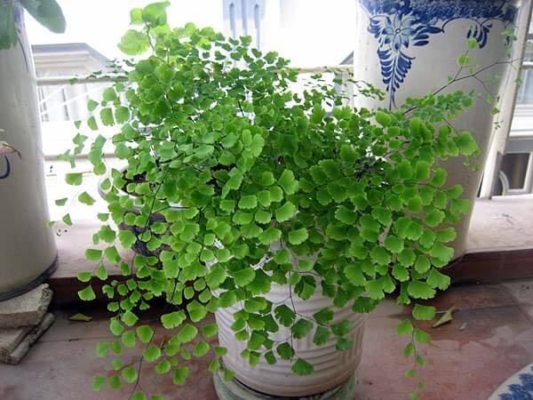 9 cây hút sóng, bức xạ cực tốt nên trồng ngay vì nhà nào cũng dùng nhiều điện thoại, TV