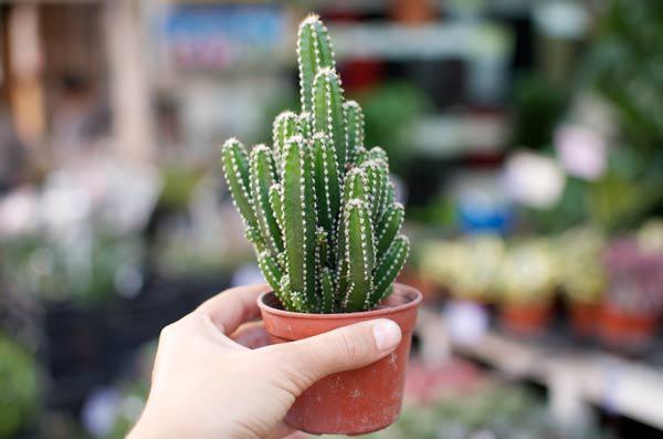 9 cây hút sóng, bức xạ cực tốt nên trồng ngay vì nhà nào cũng dùng nhiều điện thoại, TV