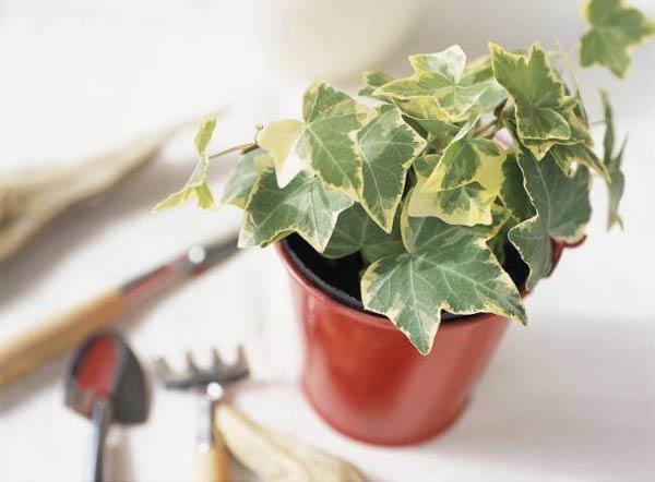 9 cây hút sóng, bức xạ cực tốt nên trồng ngay vì nhà nào cũng dùng nhiều điện thoại, TV