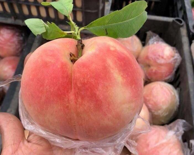 Sự thật về đào tiên khổng lồ 1kg/trái