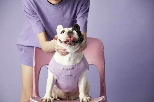 Ngành dịch vụ cho chó nhà giàu bùng nổ ở châu Á