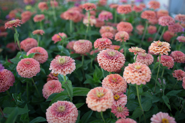 Cuộc sống yên bình và ngọt ngào của cô gái từ bỏ công việc văn phòng nhàm chán để chăm sóc cánh đồng hoa đẹp như cổ tích