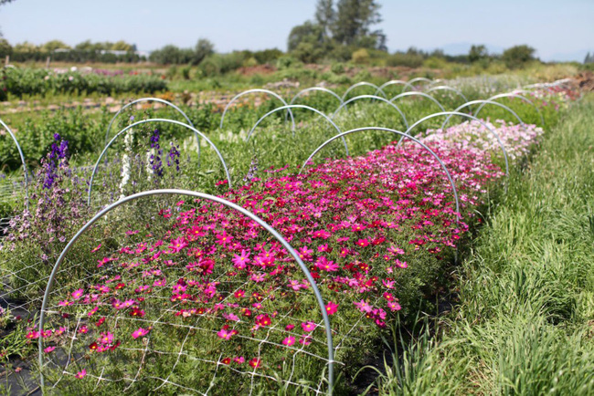 Cuộc sống yên bình và ngọt ngào của cô gái từ bỏ công việc văn phòng nhàm chán để chăm sóc cánh đồng hoa đẹp như cổ tích