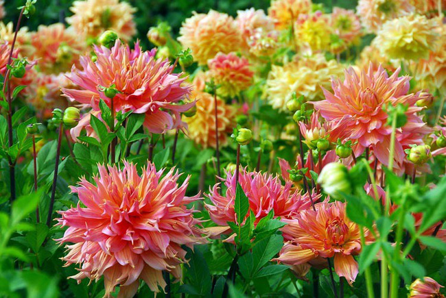 Cuộc sống yên bình và ngọt ngào của cô gái từ bỏ công việc văn phòng nhàm chán để chăm sóc cánh đồng hoa đẹp như cổ tích