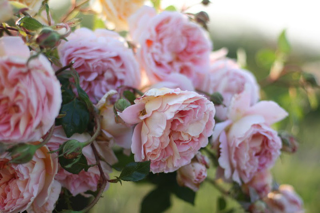 Cuộc sống yên bình và ngọt ngào của cô gái từ bỏ công việc văn phòng nhàm chán để chăm sóc cánh đồng hoa đẹp như cổ tích