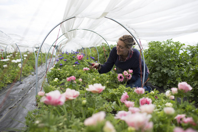 Cuộc sống yên bình và ngọt ngào của cô gái từ bỏ công việc văn phòng nhàm chán để chăm sóc cánh đồng hoa đẹp như cổ tích