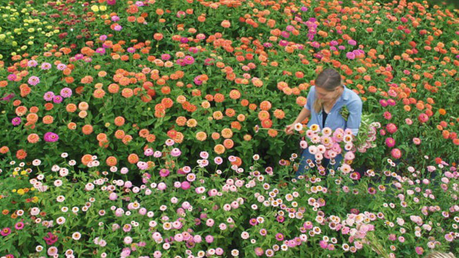 Cuộc sống yên bình và ngọt ngào của cô gái từ bỏ công việc văn phòng nhàm chán để chăm sóc cánh đồng hoa đẹp như cổ tích