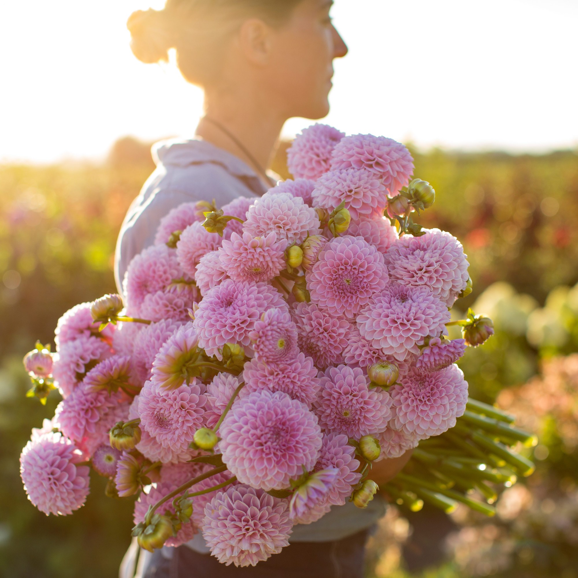 Cuộc sống yên bình và ngọt ngào của cô gái từ bỏ công việc văn phòng nhàm chán để chăm sóc cánh đồng hoa đẹp như cổ tích