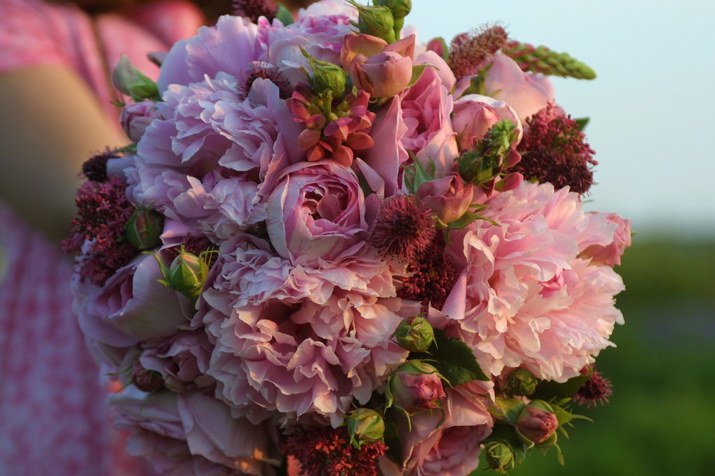 Cuộc sống yên bình và ngọt ngào của cô gái từ bỏ công việc văn phòng nhàm chán để chăm sóc cánh đồng hoa đẹp như cổ tích