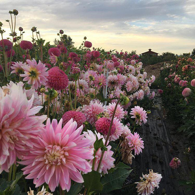 Cuộc sống yên bình và ngọt ngào của cô gái từ bỏ công việc văn phòng nhàm chán để chăm sóc cánh đồng hoa đẹp như cổ tích