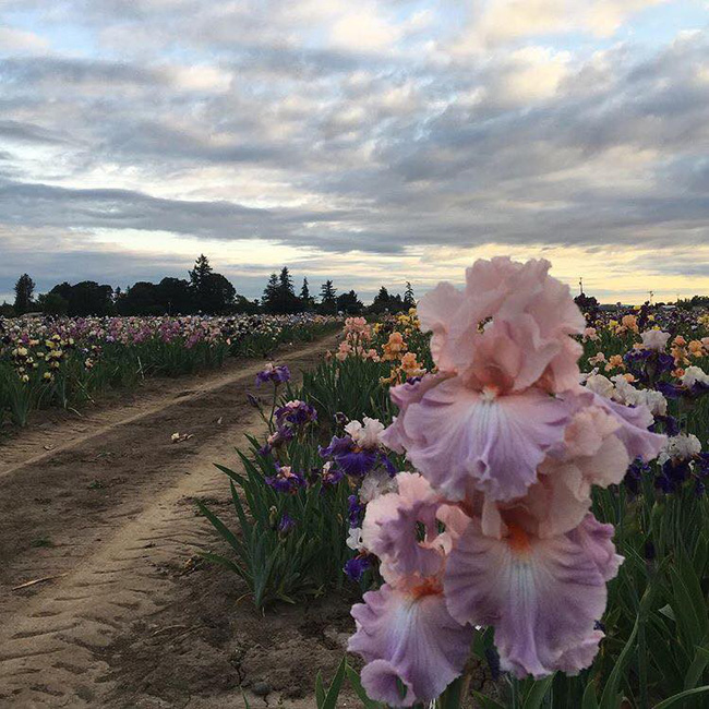 Cuộc sống yên bình và ngọt ngào của cô gái từ bỏ công việc văn phòng nhàm chán để chăm sóc cánh đồng hoa đẹp như cổ tích