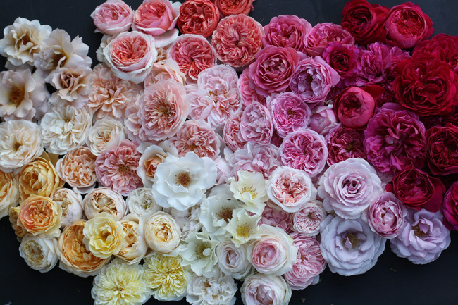 Cuộc sống yên bình và ngọt ngào của cô gái từ bỏ công việc văn phòng nhàm chán để chăm sóc cánh đồng hoa đẹp như cổ tích