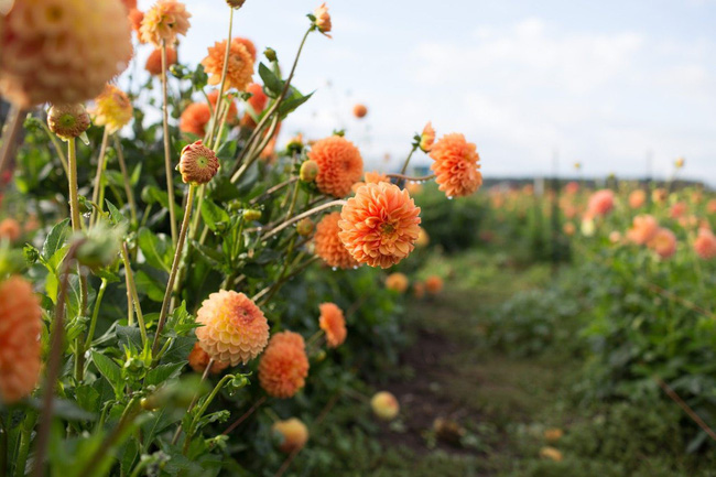 Cuộc sống yên bình và ngọt ngào của cô gái từ bỏ công việc văn phòng nhàm chán để chăm sóc cánh đồng hoa đẹp như cổ tích