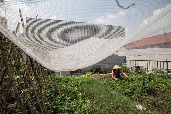 Căn nhà Hà Nội khiến ai cũng thèm vì chỗ nào cũng có vườn, thoáng mát quanh năm