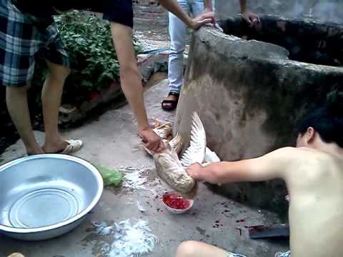 Sự thật khủng khiếp về tiết canh