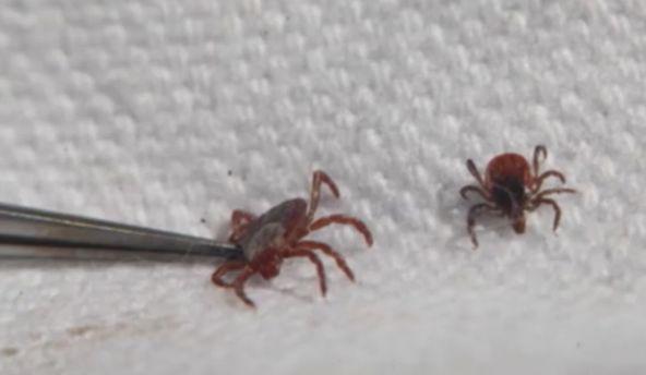 Người đàn ông chết sau 1 ngày nằm viện, thứ cướp đi sinh mạng của ông lại rất nhỏ bé