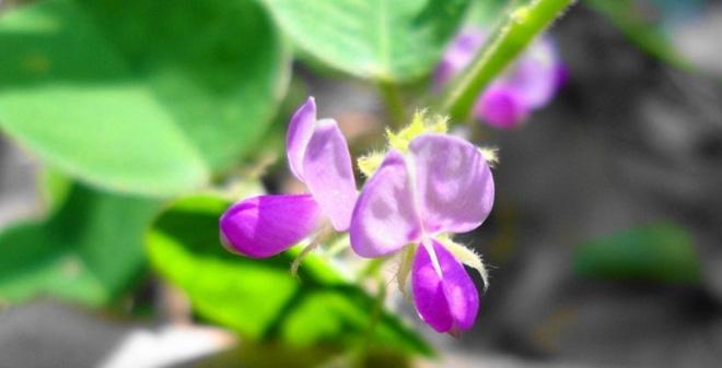 Cách trồng kim tiền thảo giúp trị bách bệnh cho cả nhà Cách trồng kim tiền thảo giúp trị bách bệnh cho cả nhà