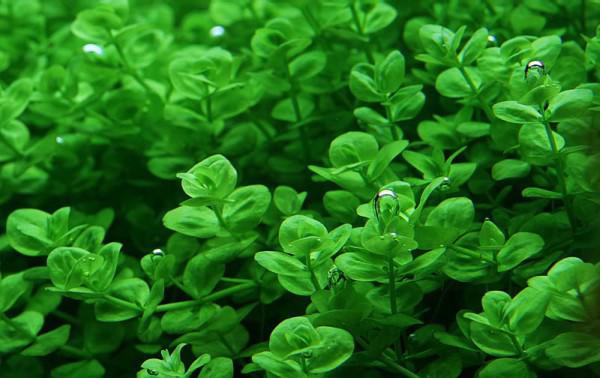 Cách trồng kim tiền thảo giúp trị bách bệnh cho cả nhà Cách trồng kim tiền thảo giúp trị bách bệnh cho cả nhà