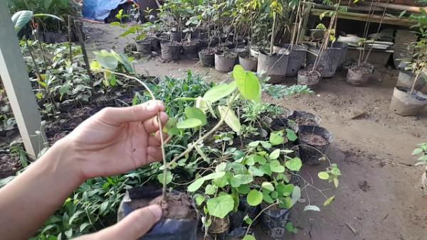 Cách trồng kim tiền thảo giúp trị bách bệnh cho cả nhà Cách trồng kim tiền thảo giúp trị bách bệnh cho cả nhà