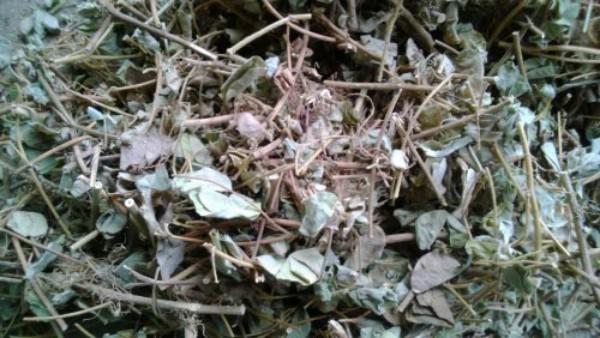 Cách trồng kim tiền thảo giúp trị bách bệnh cho cả nhà Cách trồng kim tiền thảo giúp trị bách bệnh cho cả nhà