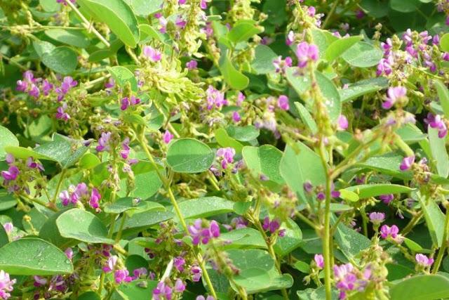 Cách trồng kim tiền thảo giúp trị bách bệnh cho cả nhà Cách trồng kim tiền thảo giúp trị bách bệnh cho cả nhà