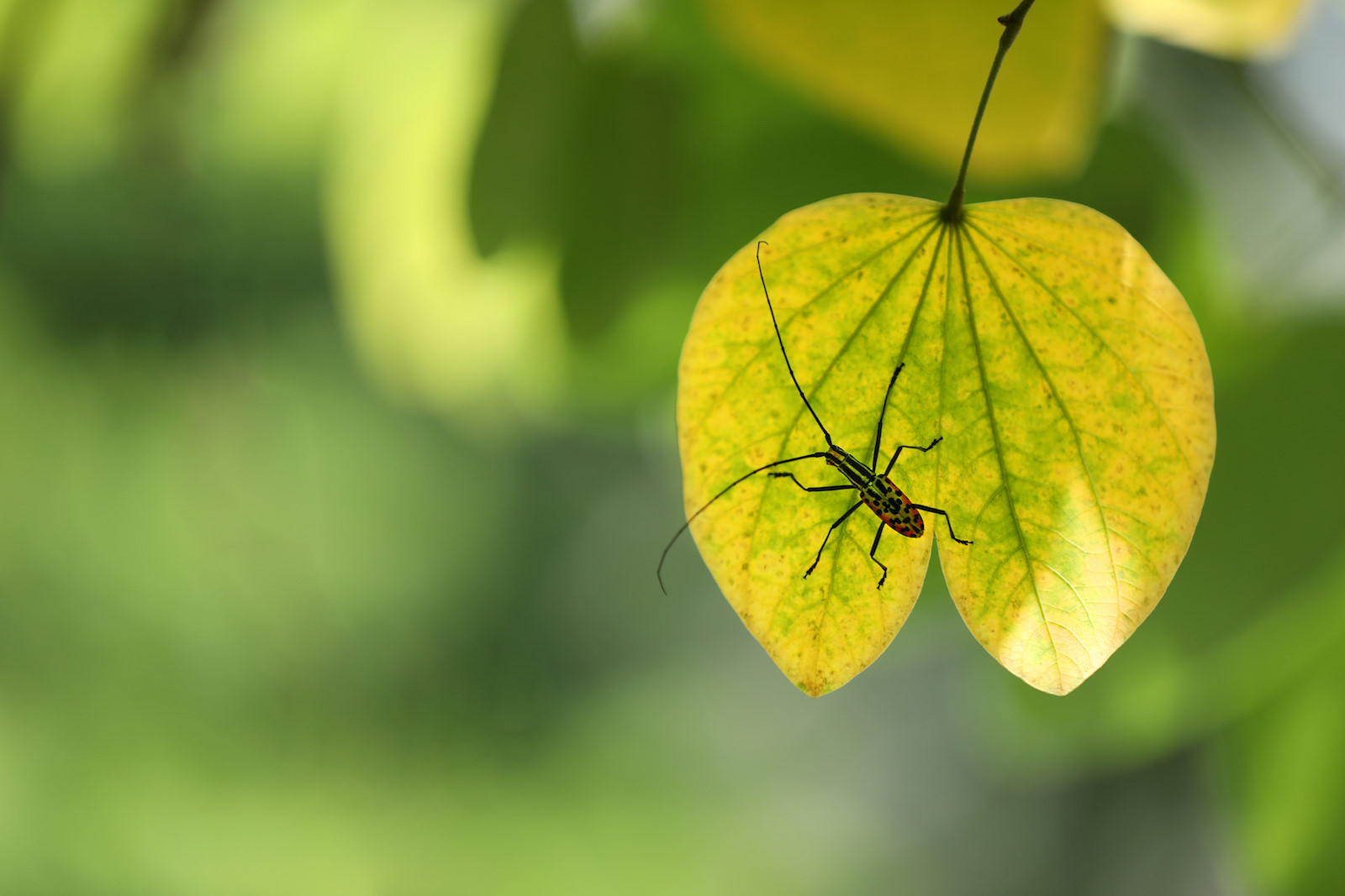 Những khoảnh khắc mùa thu Hà Nội lay động lòng người