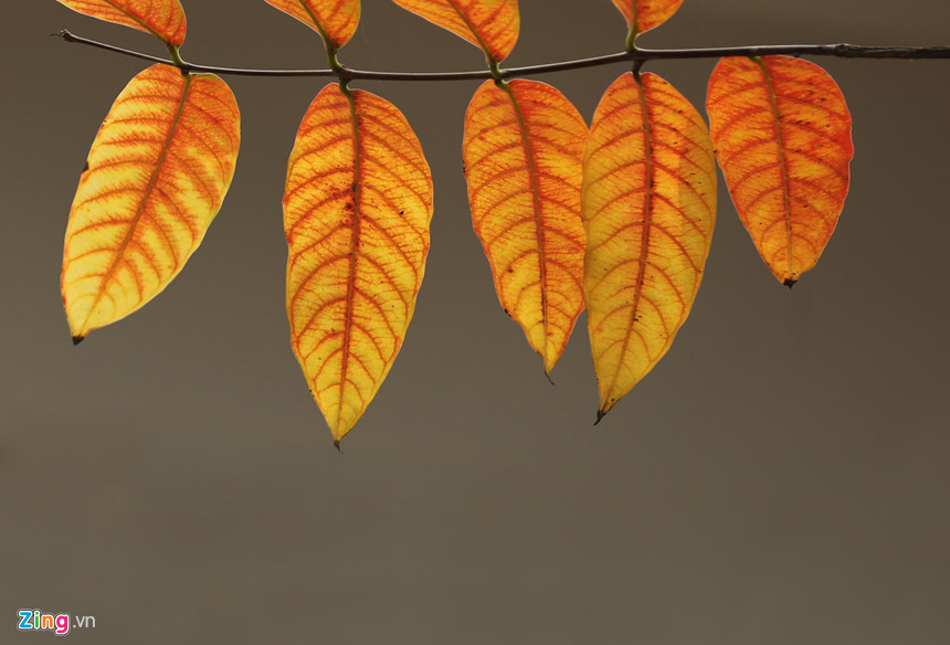 Những khoảnh khắc mùa thu Hà Nội lay động lòng người