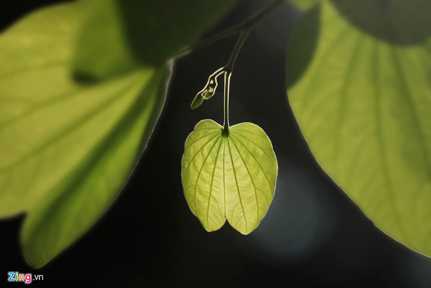 Những khoảnh khắc mùa thu Hà Nội lay động lòng người