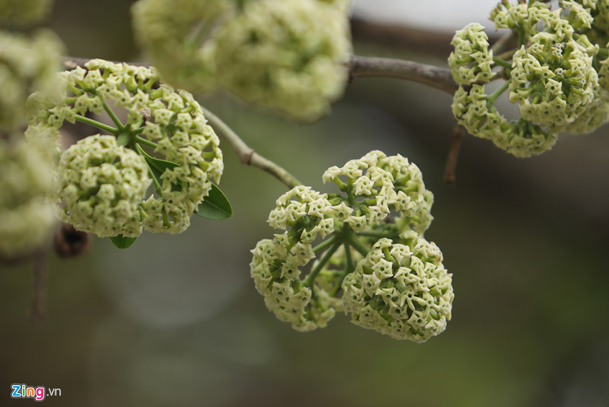 Những khoảnh khắc mùa thu Hà Nội lay động lòng người