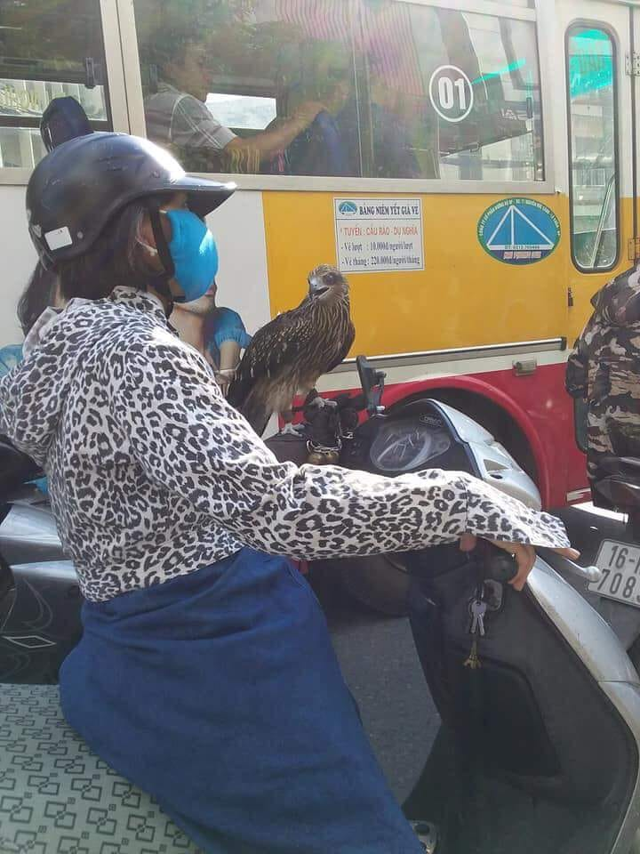 Xuất hiện thần điêu đại tỉ mang chim cắt đi Lead phóng hiên ngang giữa phố Xuất hiện thần điêu đại tỉ mang chim cắt đi Lead phóng hiên ngang giữa phố