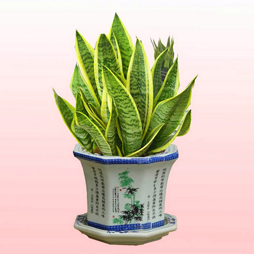 Tại sao mỗi gia đình nên có ít nhất một chậu cây lưỡi hổ trong nhà?